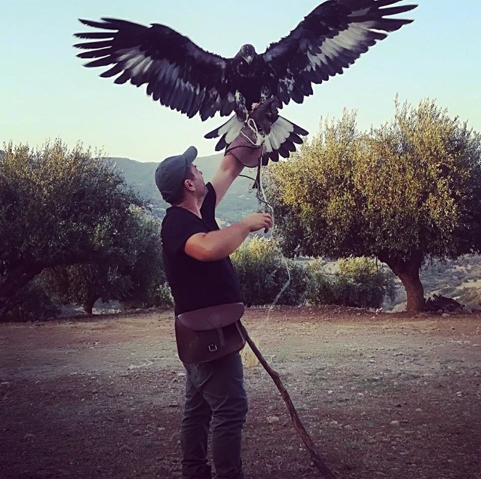 falcon.jpg