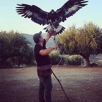 falcon.jpg